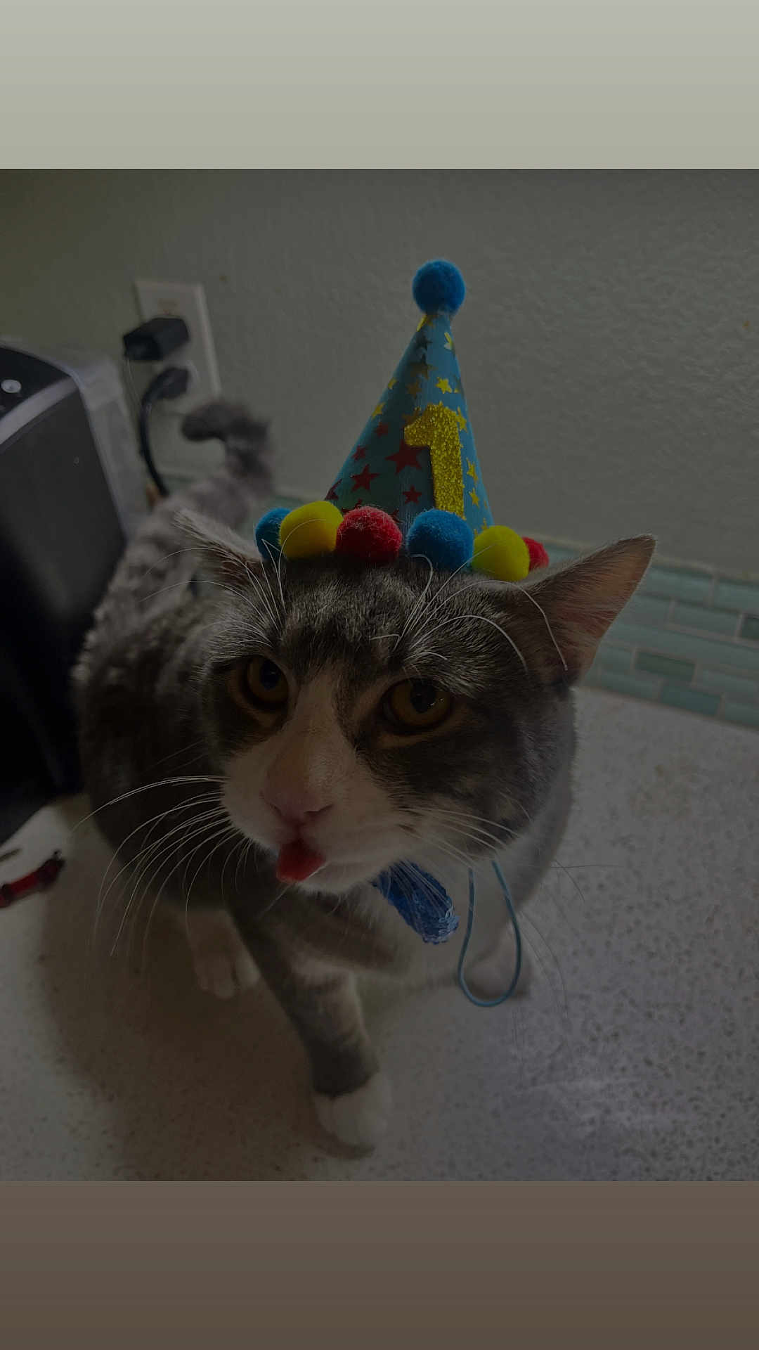 Stormy joined the competition — help win amazing prizes! cat, party_hat, gray_cat, white_paws, tongue_out, indoor, kitchen_counter, tile_backsplash, pet, cute, birthday, celebration, animal, domestic_cat, whiskers, feline, closeup, funny, playful, household
