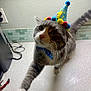 animal, birthday, blue_bow_tie, cat, celebration, close_up, countertop, curious, cute, domestic_cat, feline, gray_and_white, indoor, kitchen, party_hat, paw, pet, playful, tiled_backsplash, whiskers