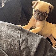 Rollie joined the competition — help win amazing prizes! animal, black_fabric, couch, cozy, cute, dog, ears, eyes, fur, home, indoor, legs, nose, pet, pug, puppy, small, sunlight, window, wrinkles