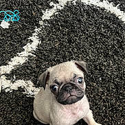 Rollie is registered to the contest to win money with this photo: puppy, dog, pug, pet, indoor, carpet, floor, black_and_white, fur, cute, small, animal, looking_up, young, domestic_animal, mammal, sitting, playful, adorable, companion
