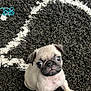 Rollie is registered to the contest to win money with this photo: adorable, animal, black_and_white, carpet, companion, cute, dog, domestic_animal, floor, fur, indoor, looking_up, mammal, pet, playful, pug, puppy, sitting, small, young