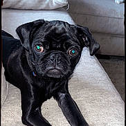 Lalo joined the competition — help win amazing prizes! dog, pug, black_dog, pet, indoor, carpet, couch, close_up, animal, looking_at_camera, cute, small_dog, face, ears, whiskers, fur, collar, resting, living_room, companion