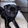 dog, pug, black_dog, pet, indoor, carpet, couch, close_up, animal, looking_at_camera, cute, small_dog, face, ears, whiskers, fur, collar, resting, living_room, companion