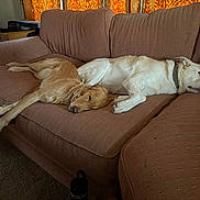 Clyde joined the competition — help win amazing prizes! dog, couch, brown_couch, sleeping, resting, indoor, living_room, pet, canine, relaxing, two_dogs, furniture, orange_curtains, cozy, companion, domestic_animal, home, comfortable, nap, animal