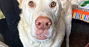 Clyde is registered to the contest to win money with this photo: dog, indoor, animal, pet, closeup, curious, cream_colored, quilt, lamp, person, pants, striped_shirt, floor, tail, fur, ears, nose, whiskers, brown_eyes, standing
