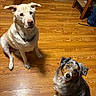 Clyde is registered to the contest to win money with this photo: animal, black, brown, collar, companion, curious, cute, dog, domestic, floor, friendly, fur, home, indoor, looking_up, pet, sitting, two_dogs, white, wooden_floor
