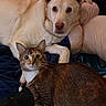 Clyde is registered to the contest to win money with this photo: dog, cat, labrador, tabby_cat, pet, animal, indoor, resting, fur, cute, companion, looking, curious, cozy, soft, blanket, closeup, mammal, domestic_animal, friendship