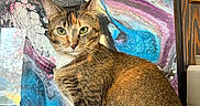 Billie joined the competition — help win amazing prizes! cat, tabby, portrait, animal, pet, feline, sitting, indoor, painting, abstract_art, colorful, brown, white, green_eyes, fur, whiskers, ears, wooden_wall, art, texture