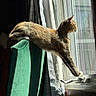 cat, indoor, window, curtains, chair, sunlight, stretching, feline, pet, green_chair, looking_out, domestic_animal, relaxed, shadow, daylight, home, curiosity, fur, paw, quiet