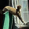 cat, tabby_cat, stretching, green_chair, sunlight, window, curtains, indoor, pet, feline, animal, curious, relaxed, home, daylight, shadow, fur, whiskers, paw, looking_up