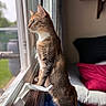 cat, tabby_cat, window, curious, indoor, sunlight, cushion, bed, shelf, home, pet, animal, looking_out, feline, whiskers, ears, tail, fur, closeup, daylight