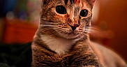 Billie is registered to the contest to win money with this photo: animal, blurred_background, cat, closeup, colorful, cute, domestic_cat, ears, eyes, feline, fur, indoor, mammal, paw, pet, portrait, relaxed, soft, tabby, whiskers