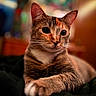 cat, feline, pet, animal, closeup, portrait, whiskers, paw, fur, indoor, blurred_background, colorful, cute, relaxed, mammal, tabby, eyes, ears, soft, domestic_cat