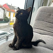 Meadow participe au concours pour gagner de l'argent avec cette photo : cat, kitten, black_cat, pet, window, couch, indoor, whiskers, looking_up, upholstery, tail, paws, orange_eyes, street, car, house, yellow_door, plant, portrait, cozy