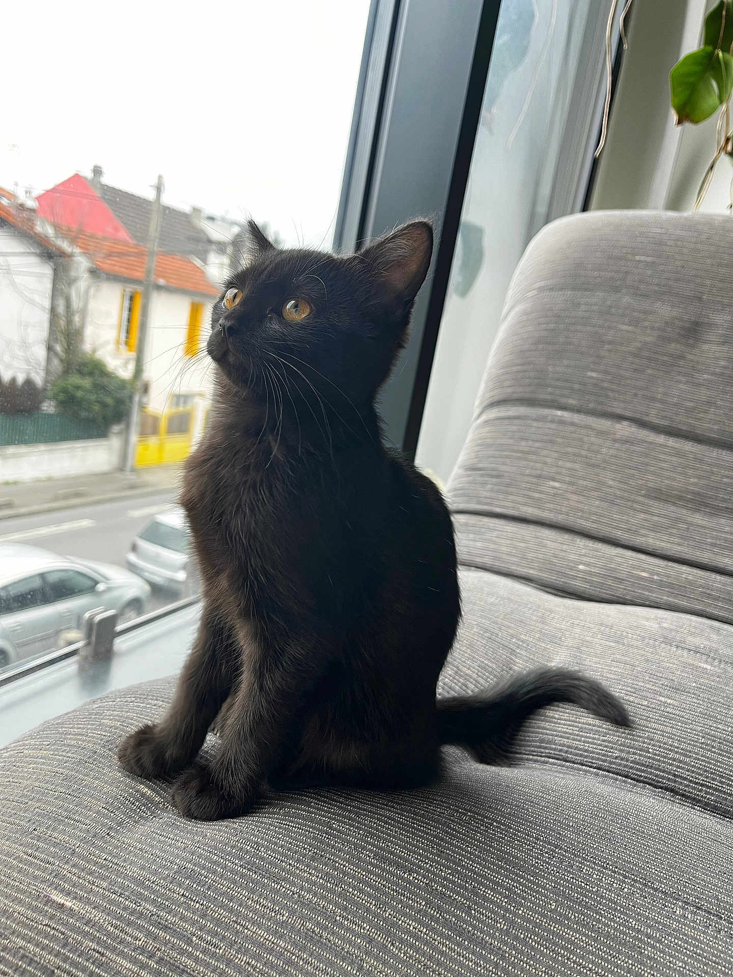 Meadow participe au concours pour gagner de l'argent avec cette photo : cat, kitten, black_cat, pet, window, couch, indoor, whiskers, looking_up, upholstery, tail, paws, orange_eyes, street, car, house, yellow_door, plant, portrait, cozy