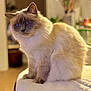 angora, animal, cat, kitten, manx, pet, siamese, wood