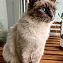 angora, animal, cat, hardwood, kitten, manx, pet, plywood, siamese, stainedwood, wood