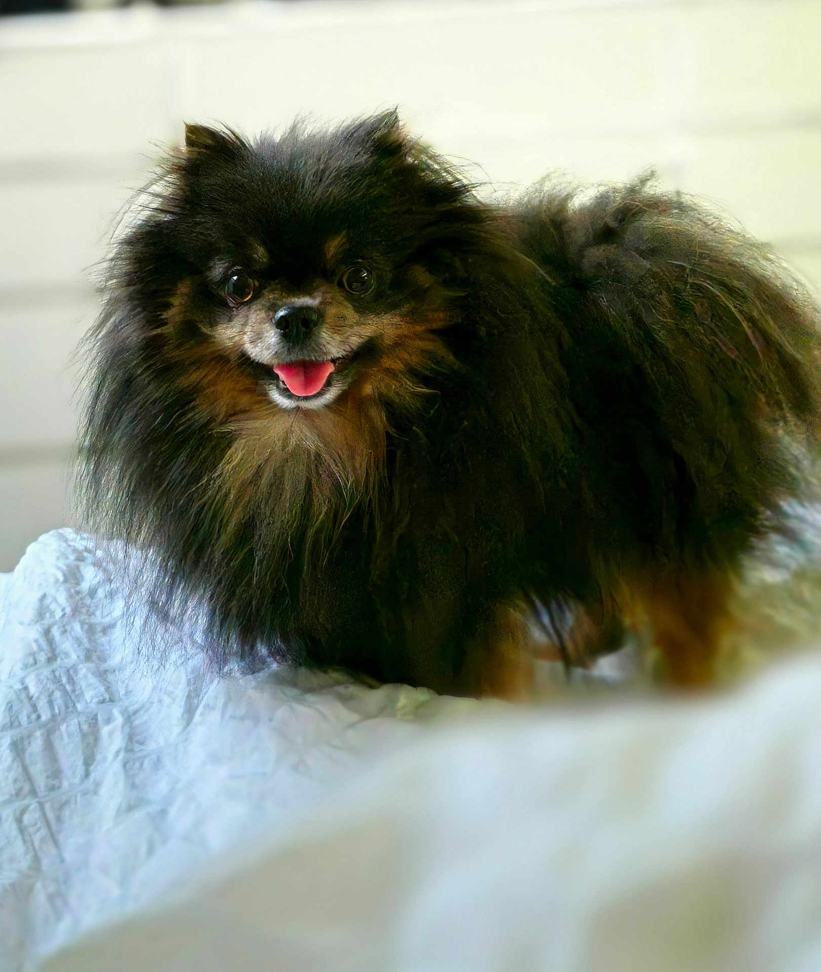 Twix a rejoint le concours — aidez-le/la à gagner de superbes lots ! dog, pomeranian, fluffy, black, brown, pet, animal, tongue_out, happy, cute, small_dog, indoor, blanket, fur, portrait, canine, companion, friendly, domestic_animal, cute_pet