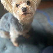 Lexie joined the competition — help win amazing prizes! dog, small_dog, fluffy_ears, pet, indoor, looking_up, fur, cute, animal, companion, blurred_background, portrait, domestic_animal, canine, sitting, soft_surface, close_up, curious, friendly, adorable