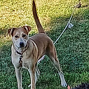 Freya May is registered to the contest to win money with this photo: alert, animal, canine, collar, curious, daylight, dog, ears_up, garden_bed, grass, ground, leash, mammal, nature, outdoor, pet, standing, tail_up, tan_coat, yard