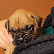 Aïko participe au concours pour gagner de l'argent avec cette photo : puppy, dog, brown, close_up, blurry, pet, young, face, fur, ears, snout, hand, holding, person, clothing, indoor, background, cute, animal, companion