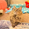 cat, fluffy, pet, indoor, carpet, curious, animal, feline, cute, relaxed, domestic, whiskers, ears, eyes, paws, home, cozy, fur, mammal, portrait