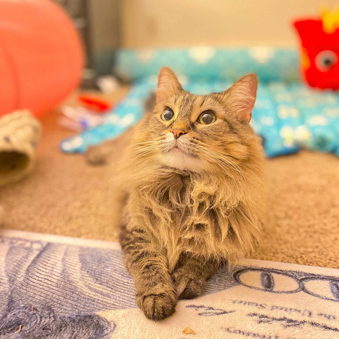 Princess joined the competition — help win amazing prizes! cat, fluffy, pet, indoor, carpet, curious, animal, feline, cute, relaxed, domestic, whiskers, ears, eyes, paws, home, cozy, fur, mammal, portrait