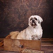 Snoop participe au concours pour gagner de l'argent avec cette photo : dog, fluffy, wooden_drawer, vintage_books, rustic_floor, brown_backdrop, studio_photo, pet, portrait, cozy, indoor, furniture, animal, decor, looking_away, sitting, calm, cute, companion, furry