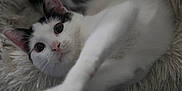Oreo a rejoint le concours — aidez-le/la à gagner de superbes lots ! cat, black_and_white, pet, animal, fur, whiskers, closeup, stretching, curious, indoor, fluffy, texture, face, eyes, paws, relaxed, soft, mammal, cute, feline