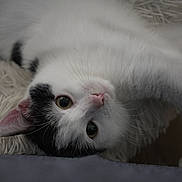 Oreo participe au concours pour gagner de l'argent avec cette photo : cat, black_and_white, upside_down, close_up, fur, whiskers, pink_nose, curious_eyes, indoor, rug, relaxed, pet, animal, cute, feline, soft_texture, portrait, playful, cozy
