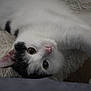 cat, black_and_white, upside_down, close_up, fur, whiskers, pink_nose, curious_eyes, indoor, rug, relaxed, pet, animal, cute, feline, soft_texture, portrait, playful, cozy
