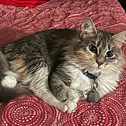 Stormi is registered to the contest to win money with this photo: cat, fluffy, pet, animal, feline, collar, tag, bedspread, red, pattern, indoor, resting, cute, whiskers, ears, paw, fur, domestic, cozy, relaxed