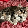cat, fluffy, pet, animal, feline, collar, tag, bedspread, red, pattern, indoor, resting, cute, whiskers, ears, paw, fur, domestic, cozy, relaxed