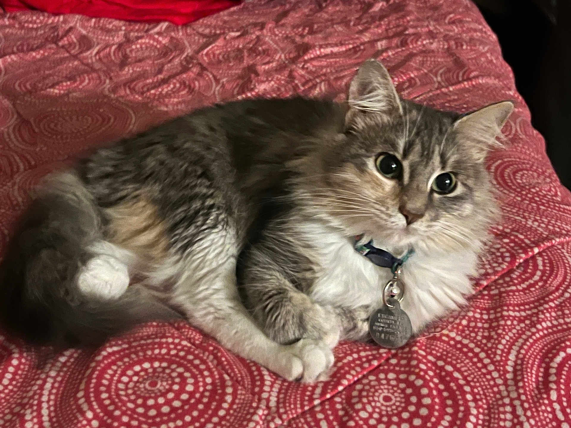 Stormi is registered to the contest to win money with this photo: cat, fluffy, pet, animal, feline, collar, tag, bedspread, red, pattern, indoor, resting, cute, whiskers, ears, paw, fur, domestic, cozy, relaxed
