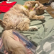 Mr. Jingles is registered to the contest to win money with this photo: animal, bedroom, blanket, cat, clothing, cozy, cute, duck_print, floor, fluffy, fur, ginger_cat, household_items, indoor, pet, pink_shirt, relaxed, shoes, sleeping, tail