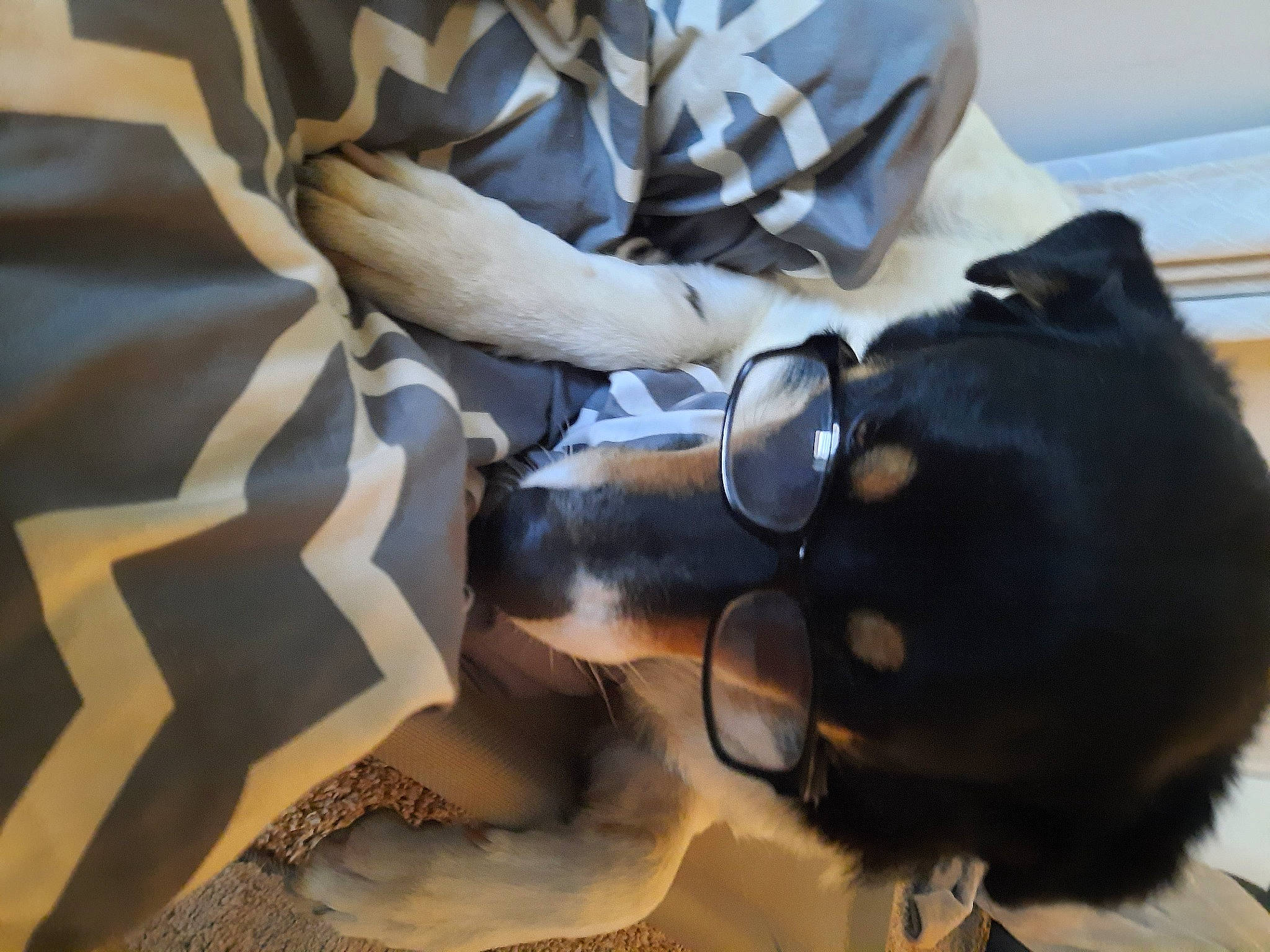 Lady Bird joined the competition — help win amazing prizes! bag, carmine, claw, comfort, companion_dog, dog, dog_breed, eyewear, fashion_accessory, fur, goggles, hat, human_leg, linens, pattern, personal_protective_equipment, sporting_group, sunglasses, vision_care, wood