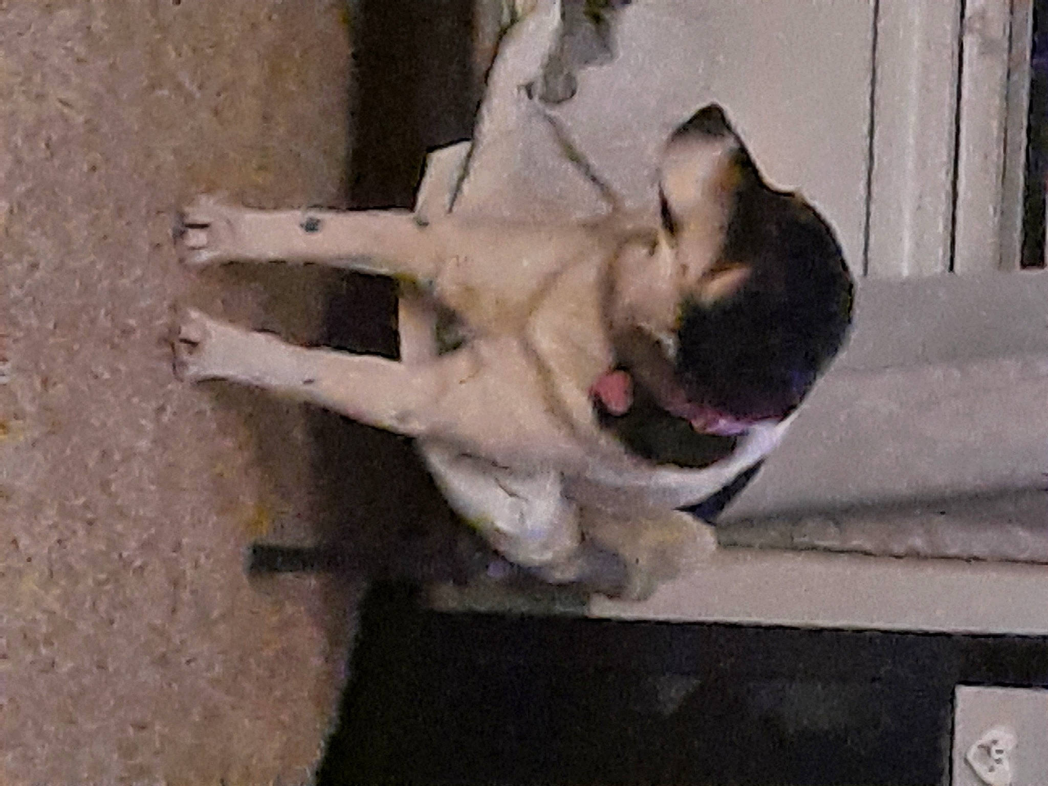 Lady Bird joined the competition — help win amazing prizes! canidae, carnivore, companion_dog, dog, dog_breed, fawn, felidae, fur, jaw, non_sporting_group, paw, small_to_medium_sized_cats, snout, sporting_group, tail, working_animal