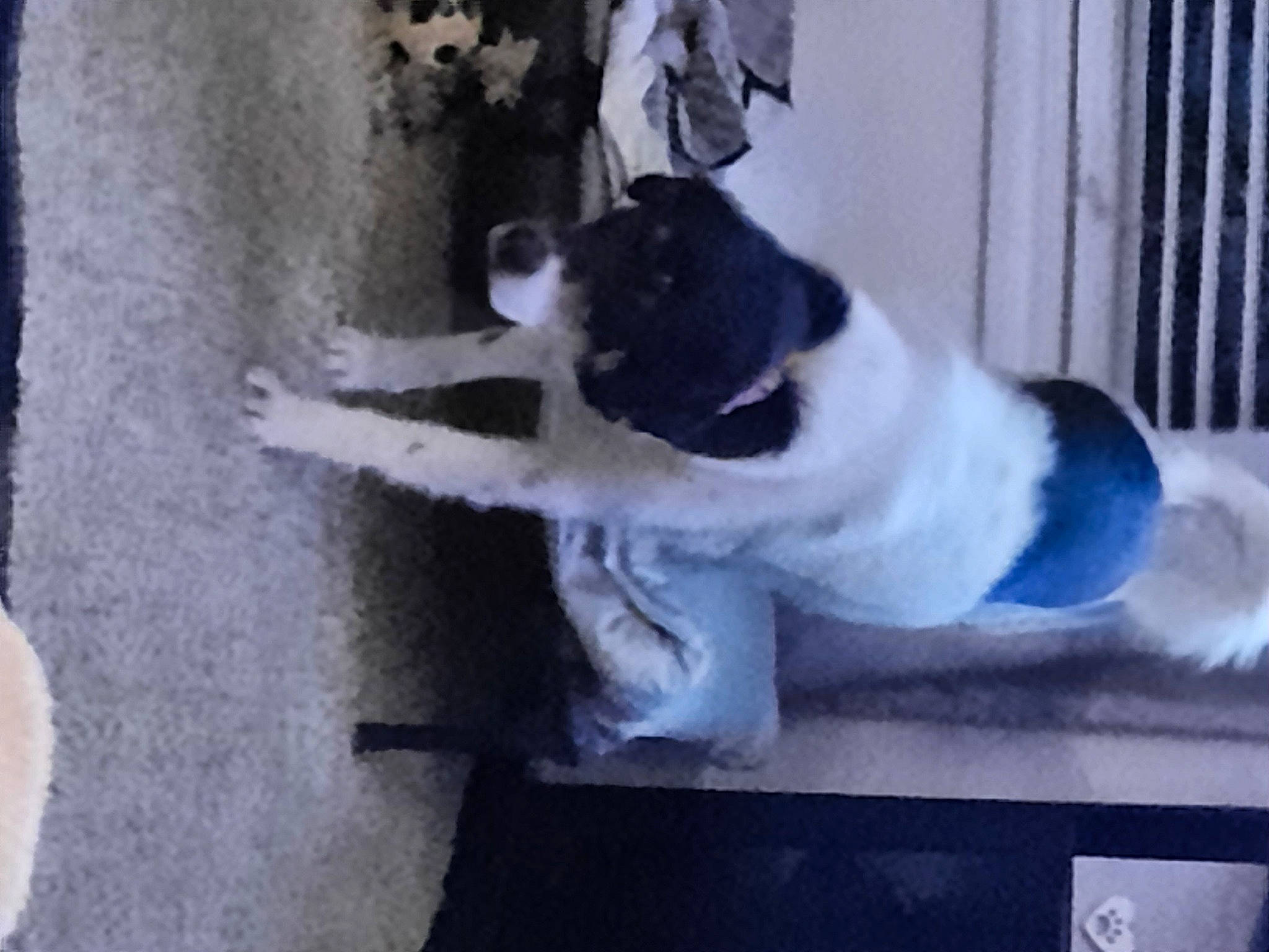 Lady Bird joined the competition — help win amazing prizes! canidae, carnivore, cat, collar, companion_dog, dog_breed, felidae, fur, small_to_medium_sized_cats, sporting_group, tail, whiskers