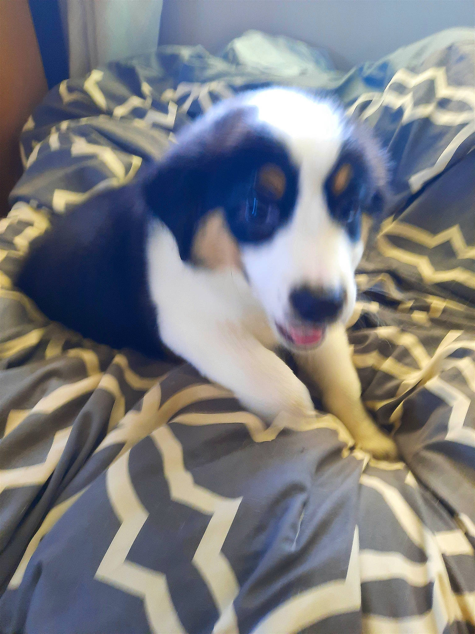 Boots joined the competition — help win amazing prizes! bed, canidae, cardigan_welsh_corgi, carnivore, chilean_fox_terrier, comfort, companion_dog, dog, dog_breed, fur, herding_dog, linens, paw, puppy_love, snout, sporting_group, terrier, toy_dog, whiskers, working_dog