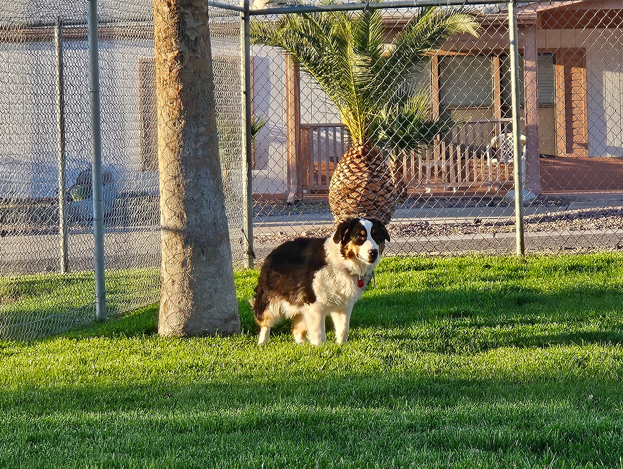 Boots joined the competition — help win amazing prizes! canidae, carnivore, companion_dog, dog, dog_breed, fence, grass, herding_dog, home_fencing, landscape, mesh, pasture, plant, shade, sporting_group, tints_and_shades, tree, window, wire_fencing, working_dog