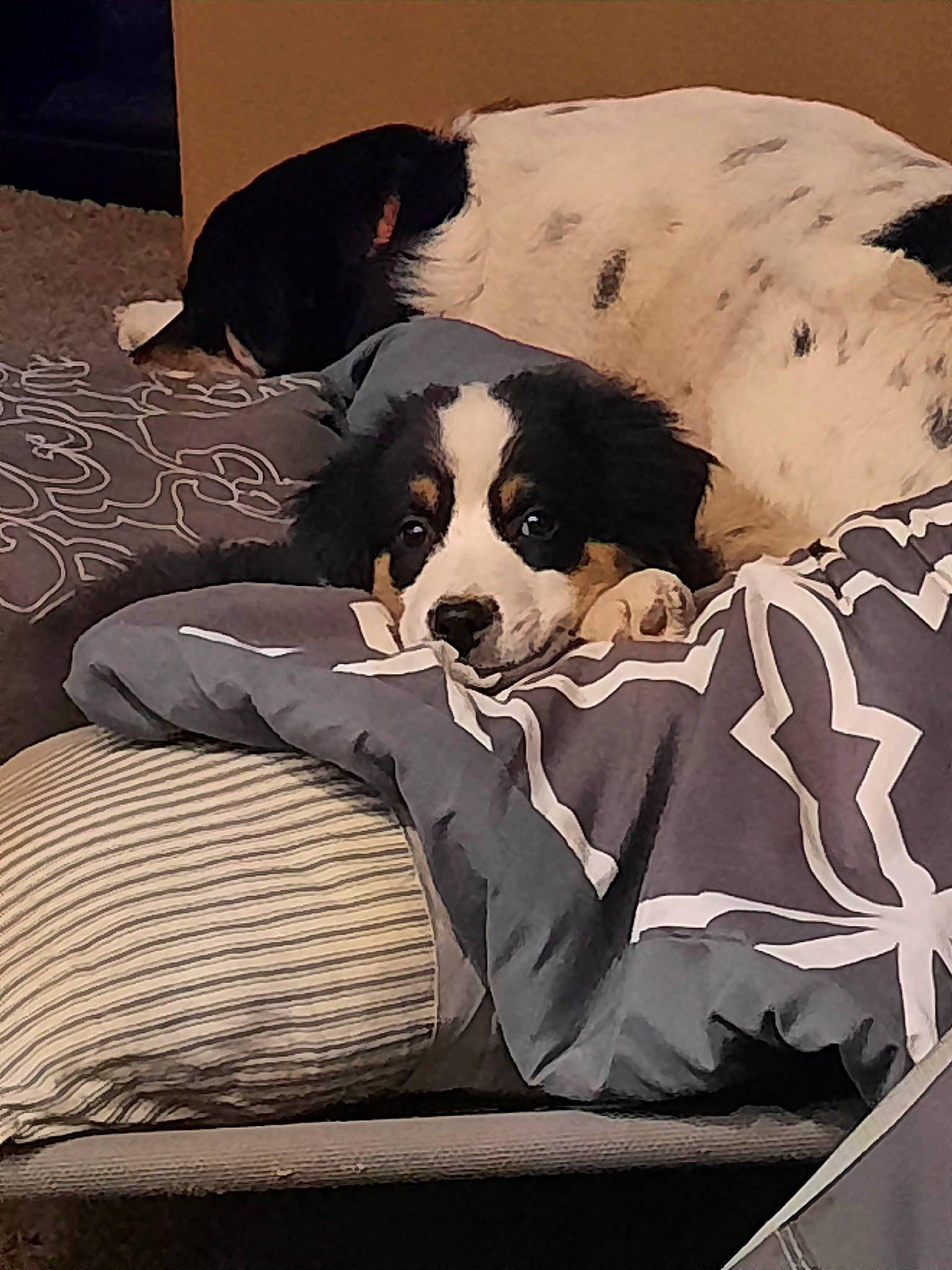 Boots joined the competition — help win amazing prizes! bored, canidae, carnivore, comfort, companion_dog, couch, dog, dog_breed, dog_supply, fur, linens, nap, pattern, pillow, rectangle, room, snout, sporting_group, tints_and_shades, working_animal