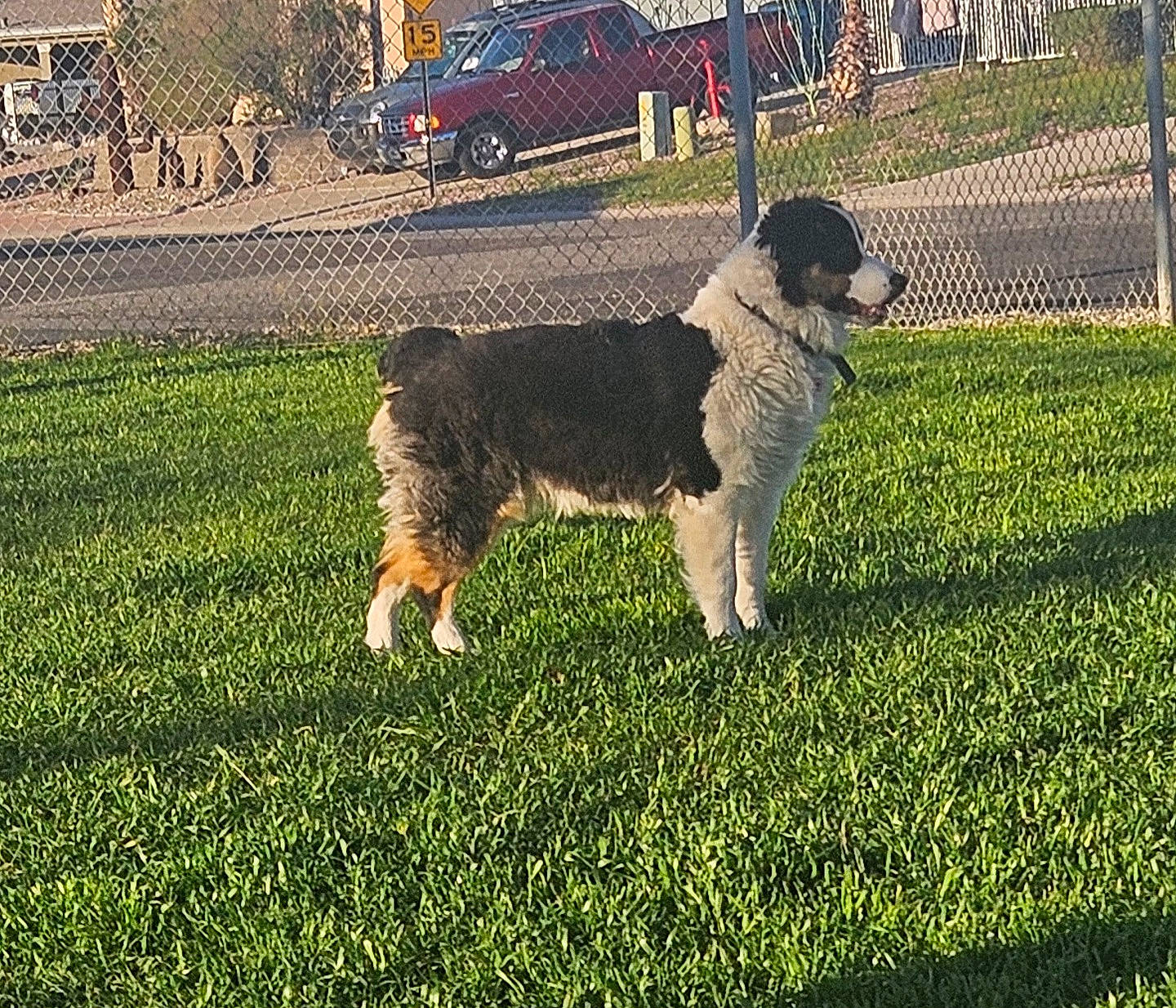 Boots is registered to the contest to win money with this photo: ancient_dog_breeds, canidae, carnivore, companion_dog, dog, dog_breed, fur, grass, grassland, gun_dog, herding_dog, lawn, plant, shadow, sporting_group, tail, tire, wheel, working_animal, working_dog