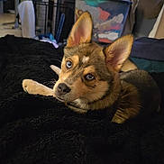Brooklyn a rejoint le concours — aidez-le/la à gagner de superbes lots ! dog, puppy, blue_eyes, indoor, blanket, furniture, curious, cozy, pet, animal, brown_fur, black_blanket, ears, lying_down, household, window, curtains, living_room, resting, soft_lighting