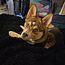 dog, puppy, blue_eyes, indoor, blanket, furniture, curious, cozy, pet, animal, brown_fur, black_blanket, ears, lying_down, household, window, curtains, living_room, resting, soft_lighting