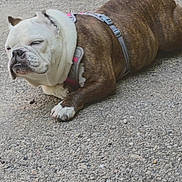 Nelly joined the competition — help win amazing prizes! bulldog, dog, outdoor, gravel, animal, pet, canine, fur, brown, white, harness, resting, lying_down, close_up, daylight, nature, expression, muzzle, ears, paw