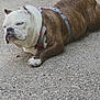 bulldog, dog, outdoor, gravel, animal, pet, canine, fur, brown, white, harness, resting, lying_down, close_up, daylight, nature, expression, muzzle, ears, paw