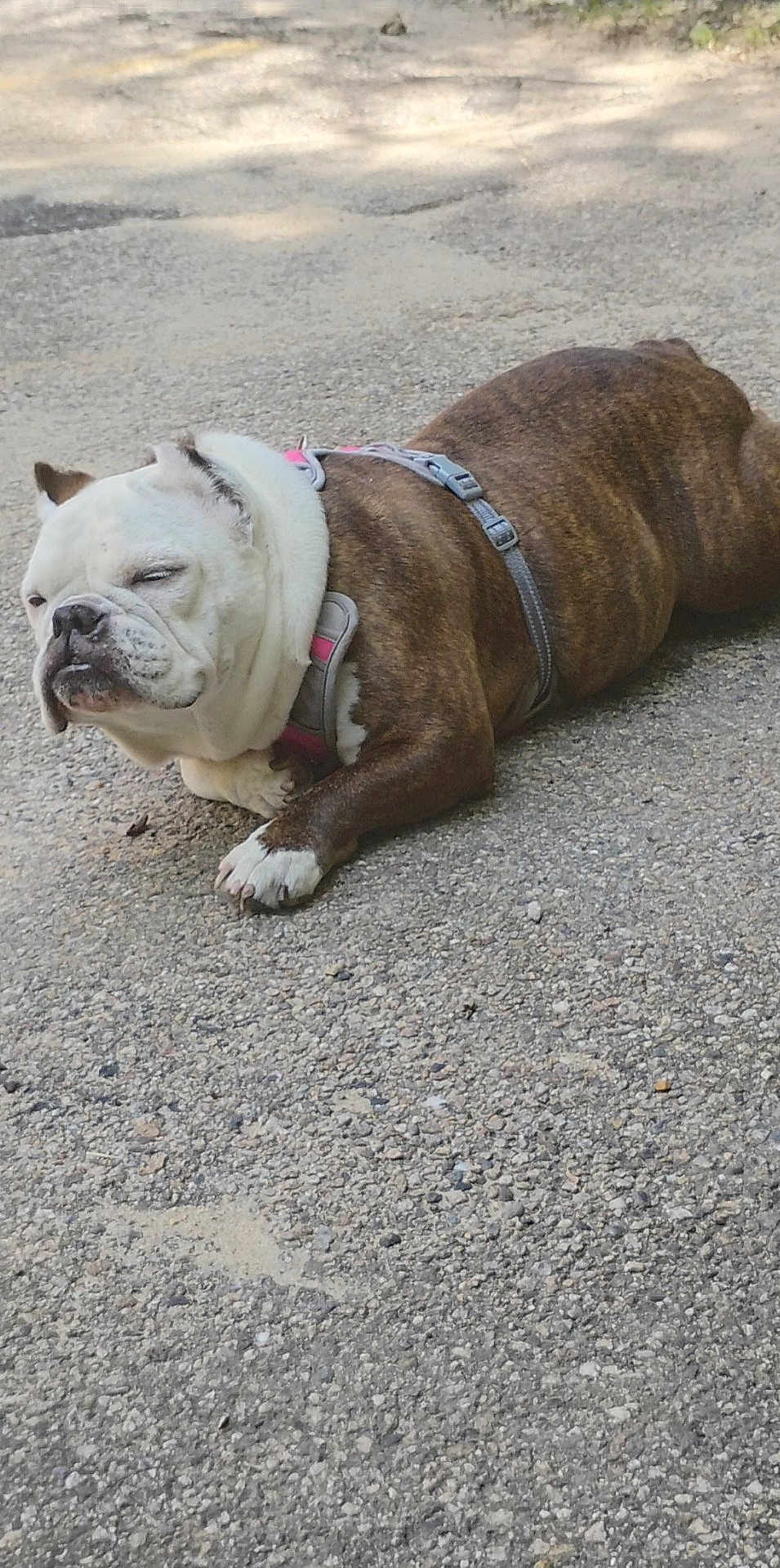 Nelly joined the competition — help win amazing prizes! bulldog, dog, outdoor, gravel, animal, pet, canine, fur, brown, white, harness, resting, lying_down, close_up, daylight, nature, expression, muzzle, ears, paw