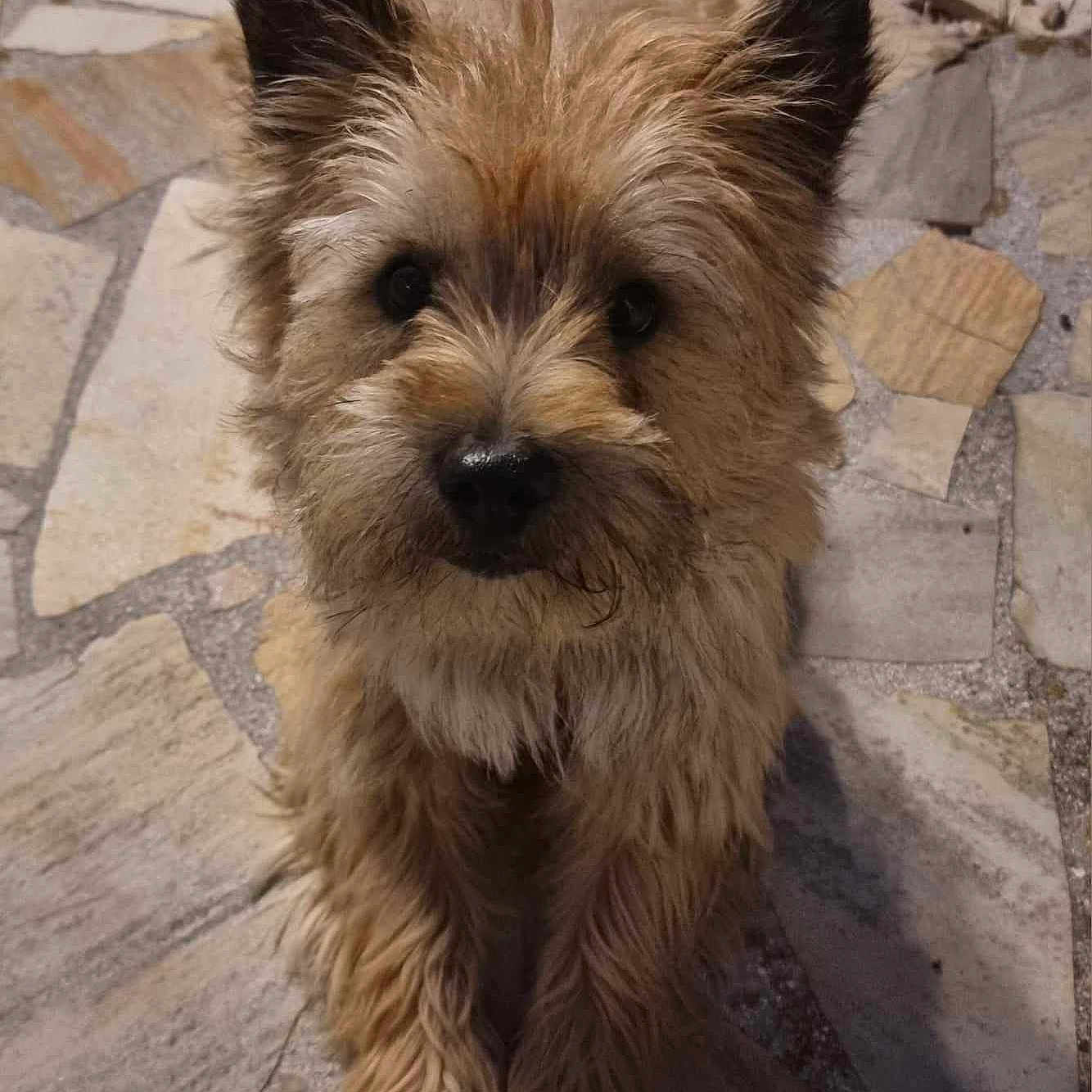 Richie