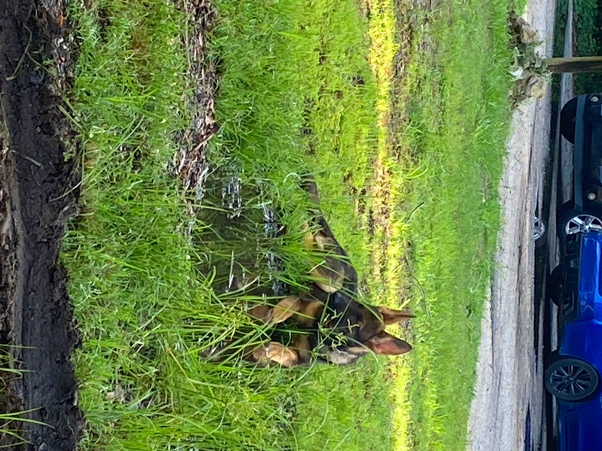 Athena joined the competition — help win amazing prizes! automotive_exterior, automotive_lighting, automotive_tire, car, forest, grass, groundcover, landscape, motor_vehicle, plant, reflection, shrub, terrestrial_plant, tire, tree, trunk, vehicle, vehicle_door, wheel, wood