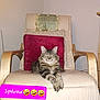 abyssinian, animal, architecture, armchair, building, cat, chair, couch, cushion, furniture, homedecor, indoors, kitten, linen, livingroom, pet, pillow, rockingchair, room